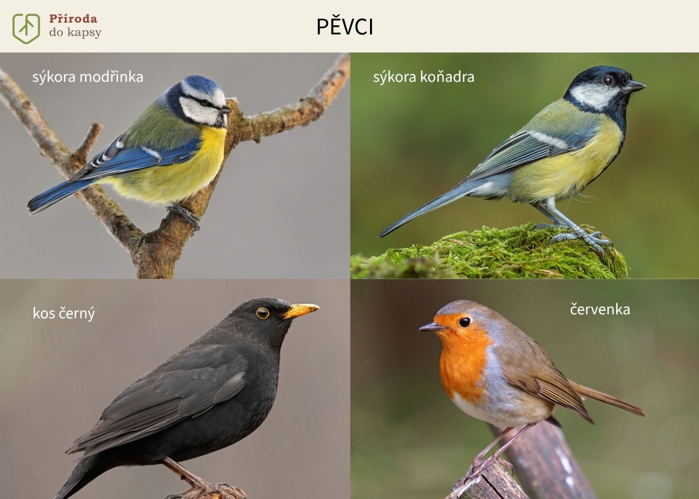 tipy-pro-rozpoznavani-ptactva-nejbeznejsi-pevci (1)